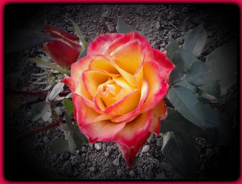 Yellow and Red Rose — Dramatic, Photograph