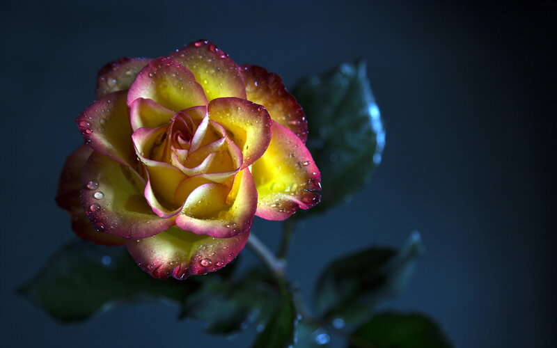 Yellow and Red Rose — Dramatic, Photograph, Water Droplets, Leaf