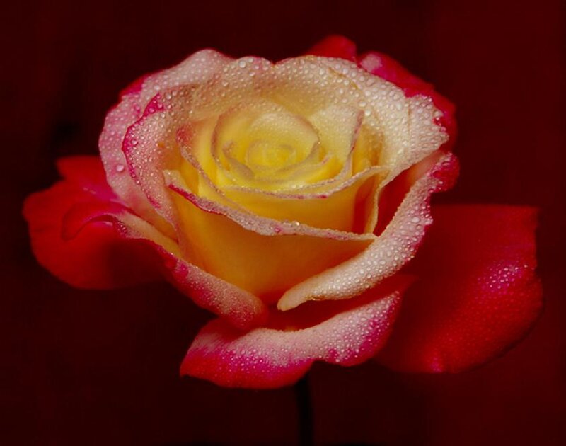 Yellow and Red Rose — Dramatic, Photograph, Water Droplets