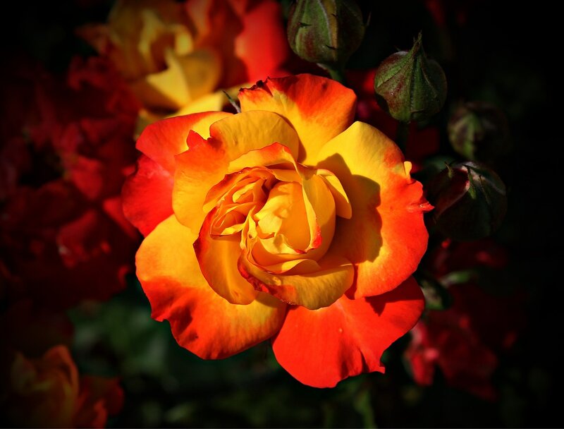 Yellow and Red Rose — Dramatic, Sunset