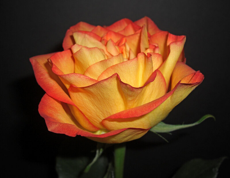 Yellow and Red Rose — Dramatic