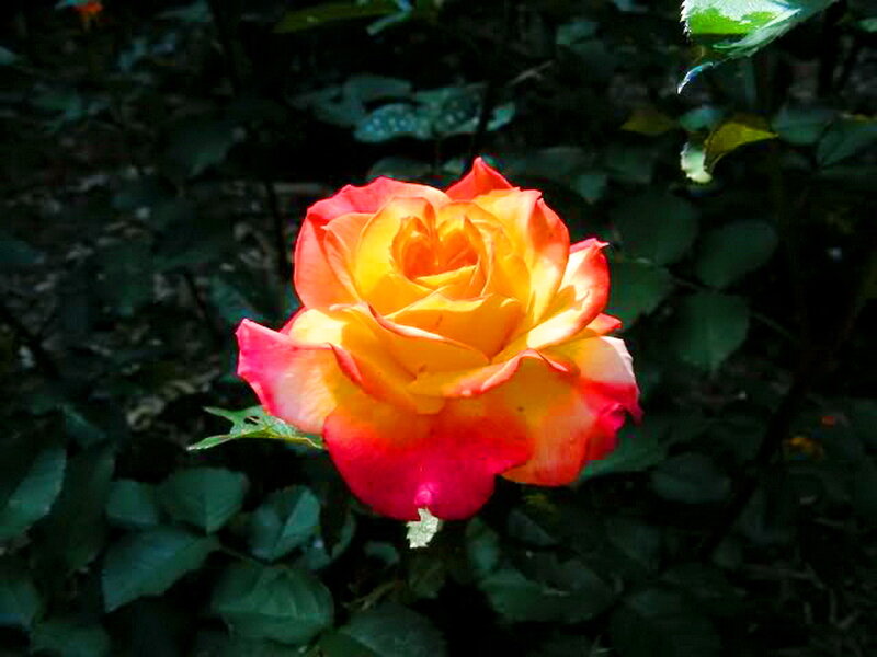 Yellow and Red Rose — Natural