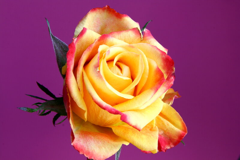 Yellow and Red Rose — Purple
