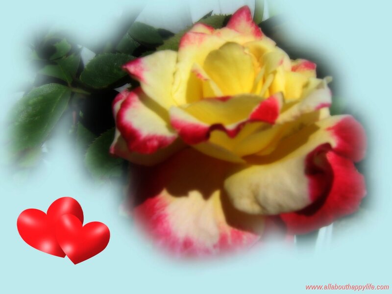 Yellow and Red Rose — Romantic