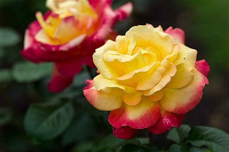 Yellow and Red Rose — Serene, Photograph, Flower