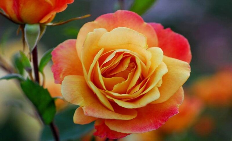 Yellow and Red Rose — Serene, Photograph, Green Leaves