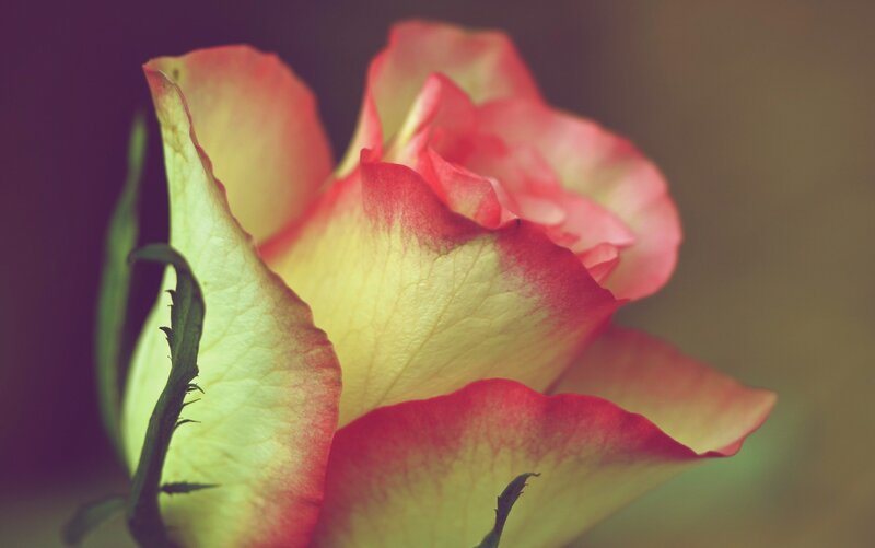 Yellow and Red Rose — Serene, Photograph, Petals
