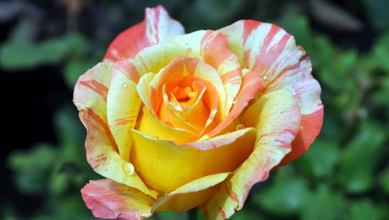 Yellow and Red Rose — Serene, Photograph