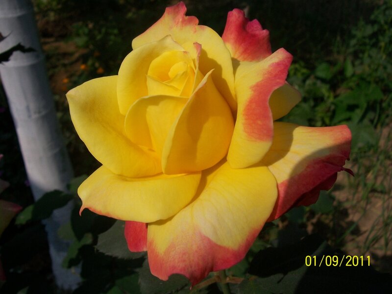 Yellow and Red Rose — Serene