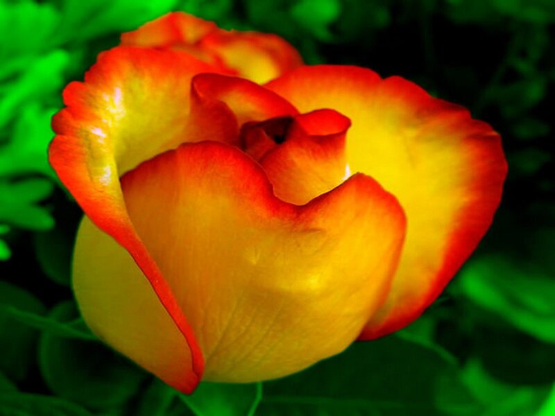 Yellow and Red Rose — Vibrant