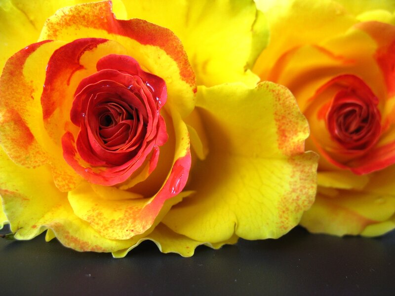 Yellow and red roses