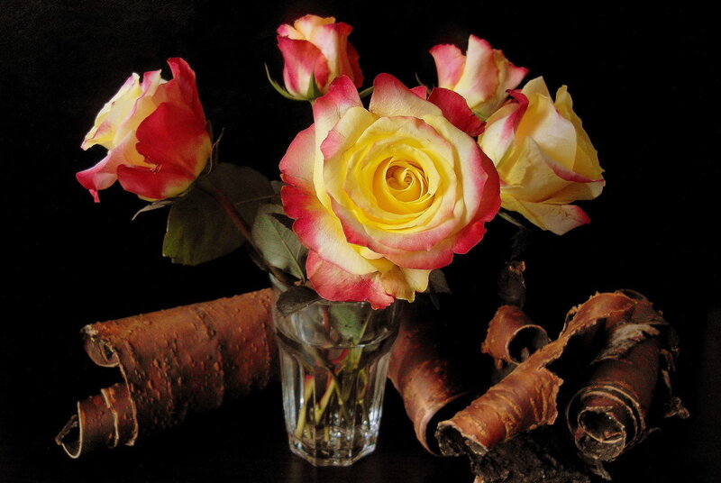 Yellow and Red Roses — Black