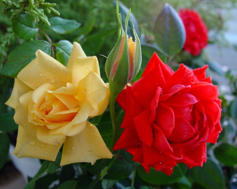 Yellow and Red Roses — Calm, Afternoon