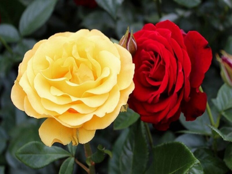 Yellow and Red Roses — Calm, Photograph, Buds