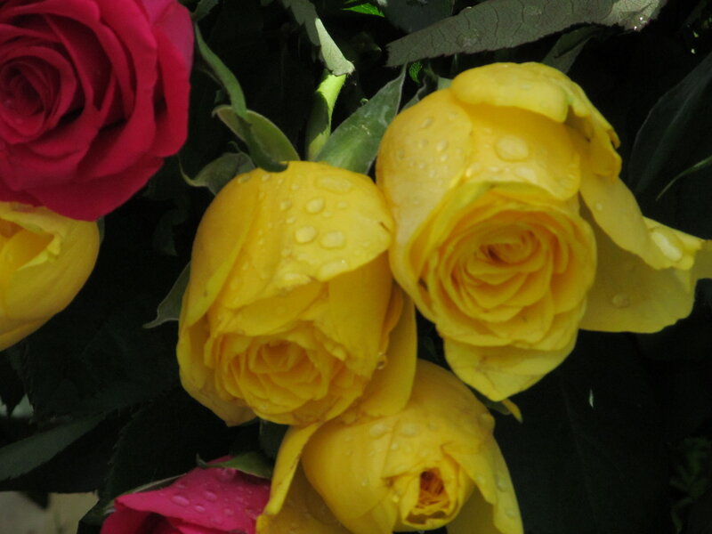 Yellow and Red Roses — Calm, Photograph, Flowers, Leaves