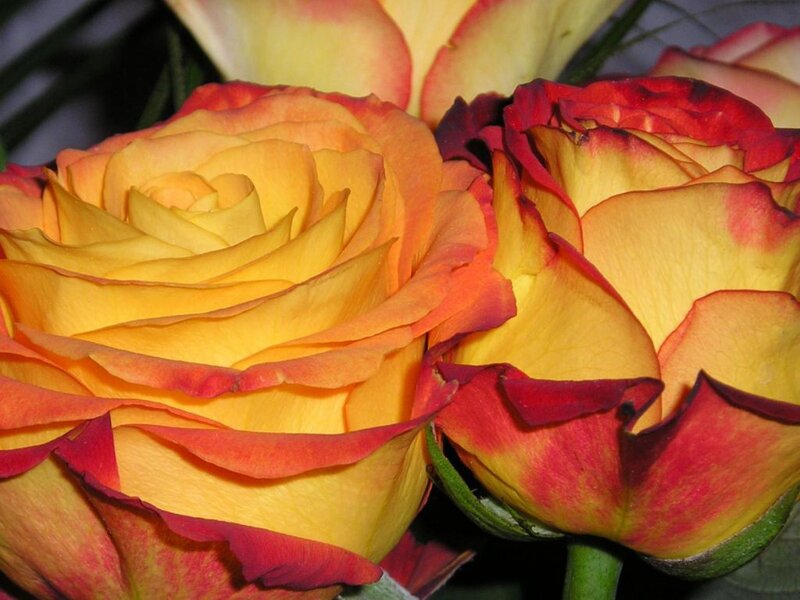 Yellow and Red Roses — Calm, Photograph, Petals