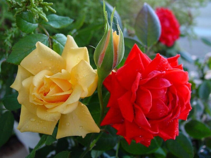 Yellow and Red Roses — Calm, Photograph