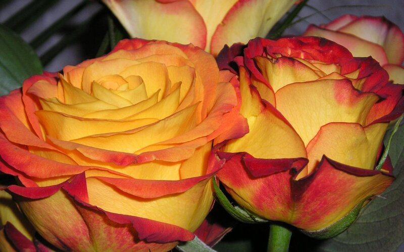 Yellow and Red Roses — Calm