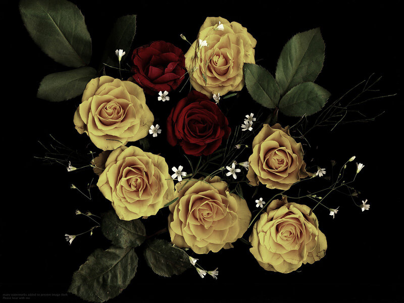 Yellow and Red Roses — Dramatic, Photograph, Leaves