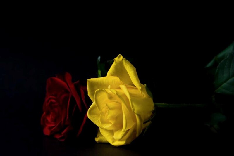 Yellow and Red Roses — Dramatic, Photograph, Rose