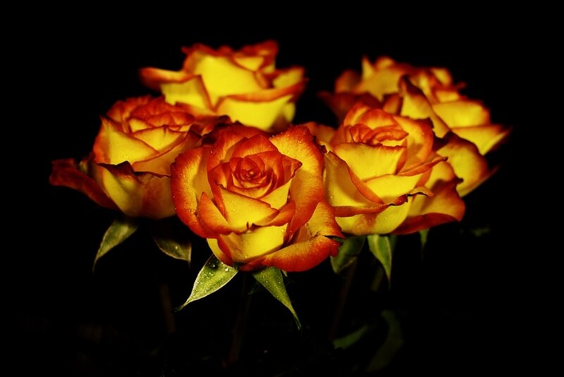 Yellow and Red Roses — Dramatic, Photograph