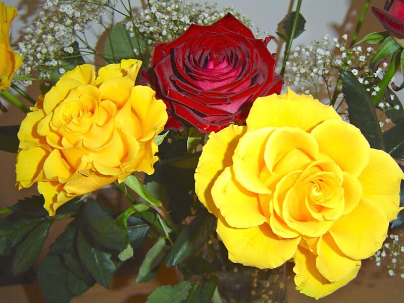 Yellow and red roses in a bouquet