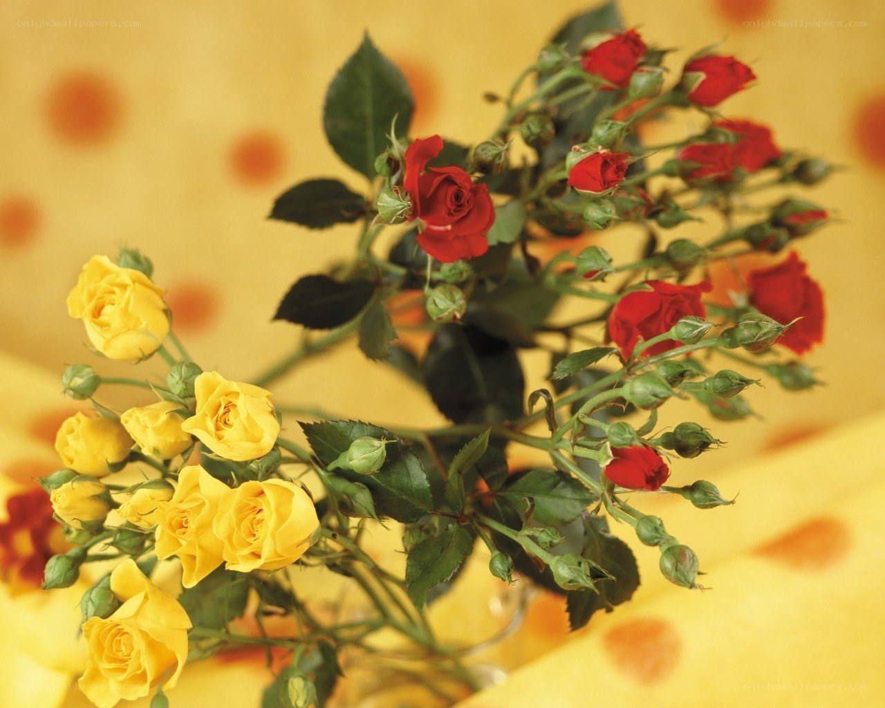 Yellow and red roses in a bouquet