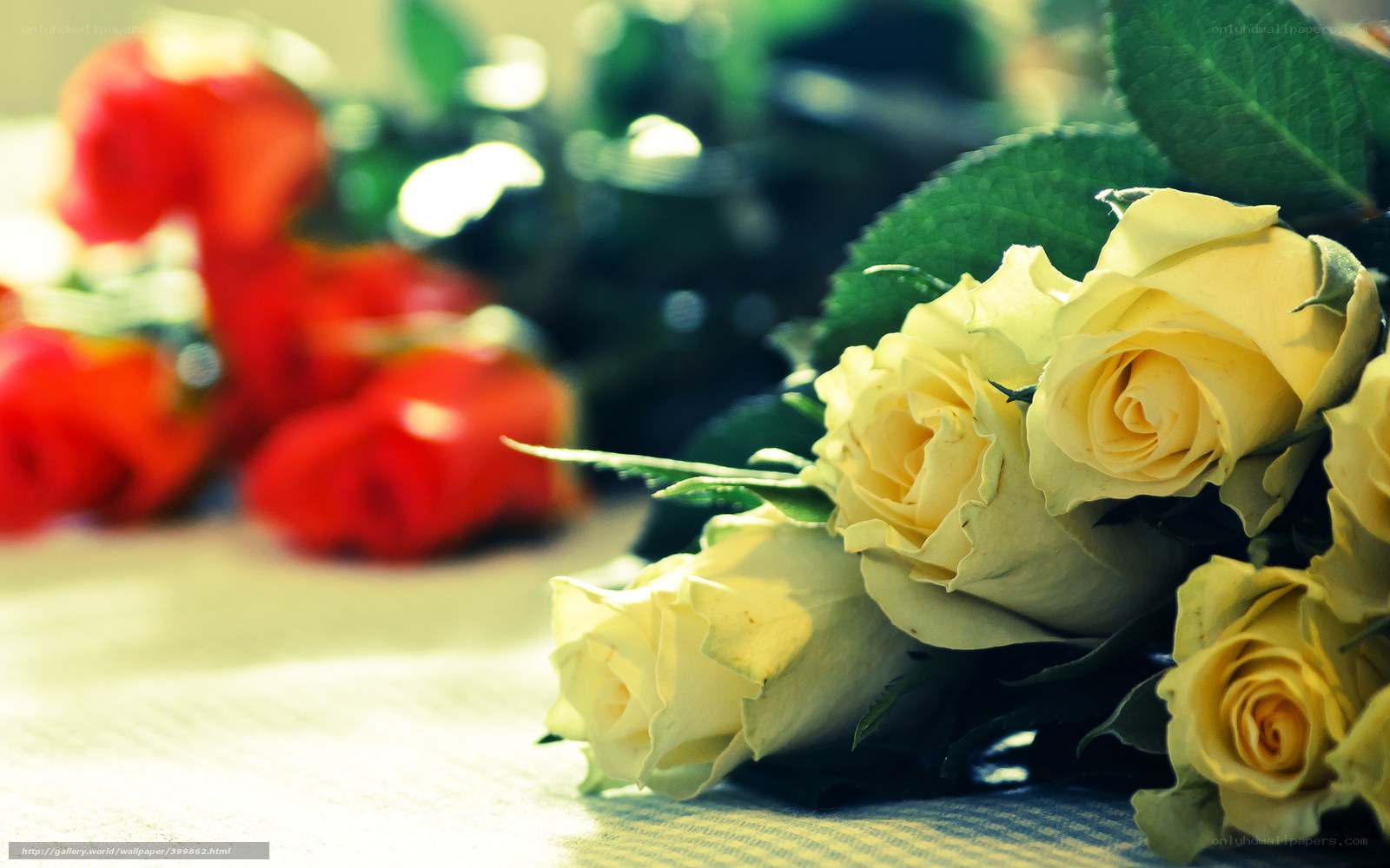Yellow and red roses in focus