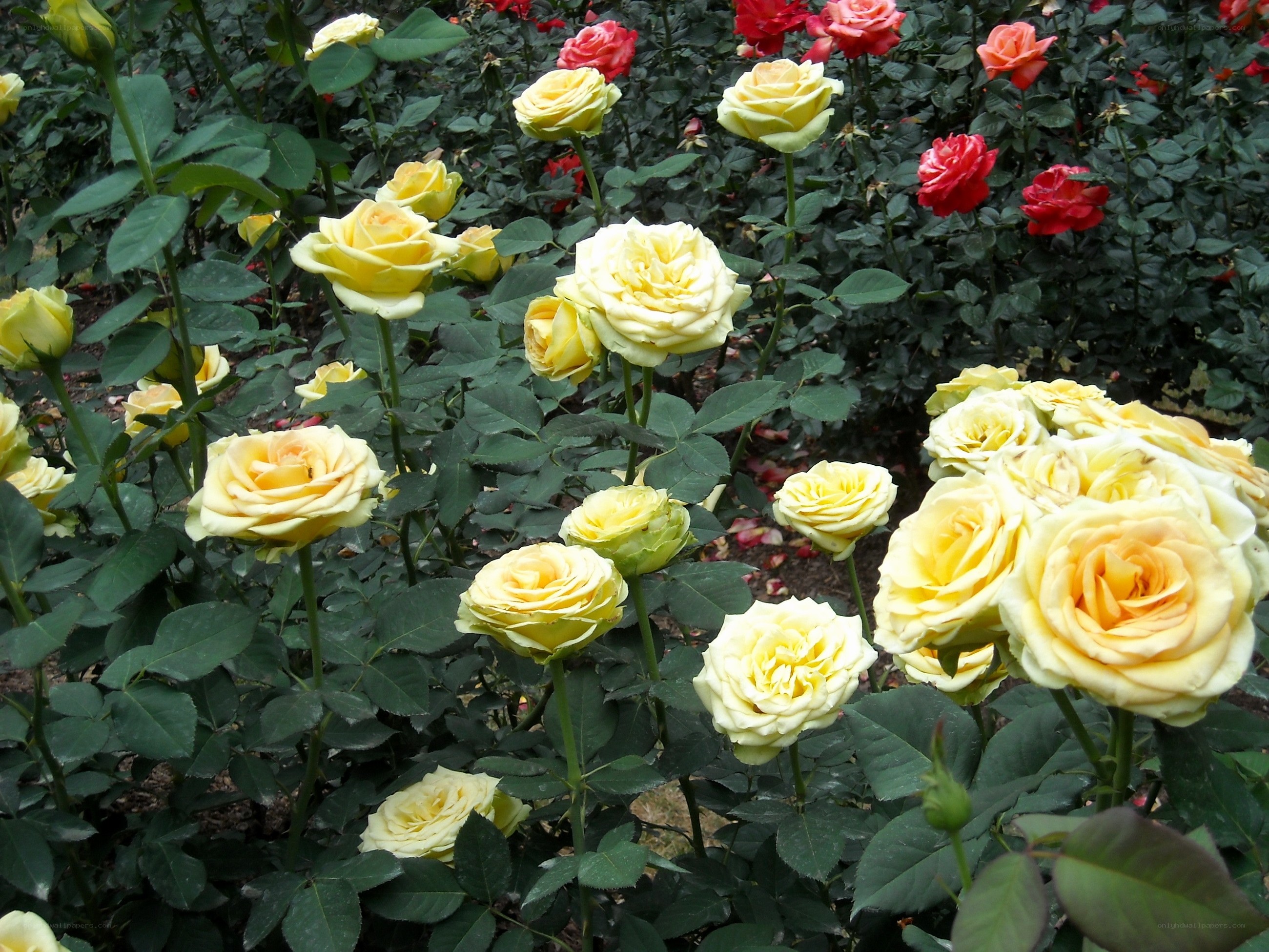 Yellow and red roses in garden