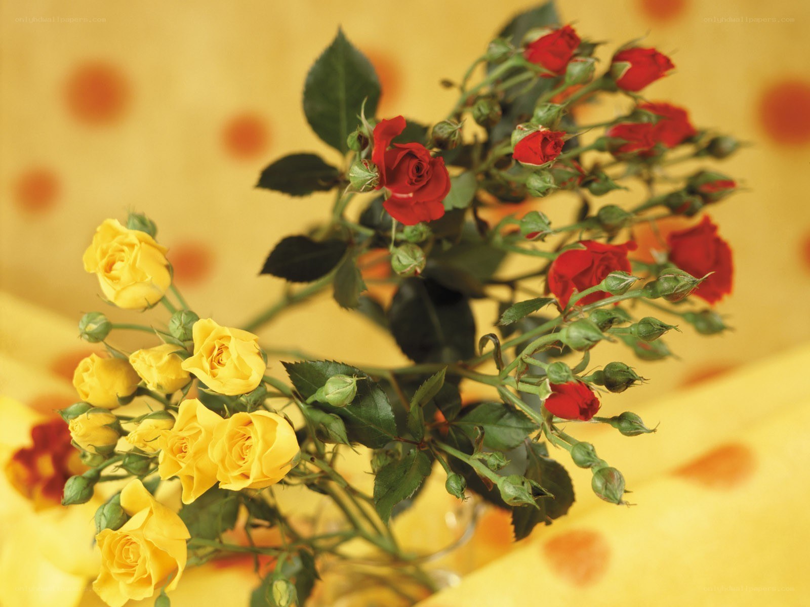 Yellow and red roses on yellow