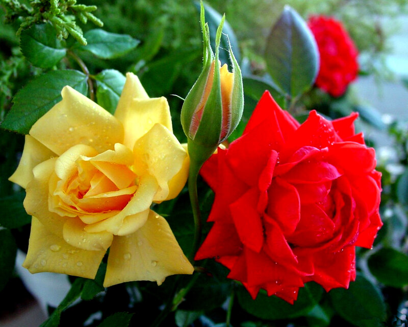 Yellow and Red Roses — Serene, Afternoon