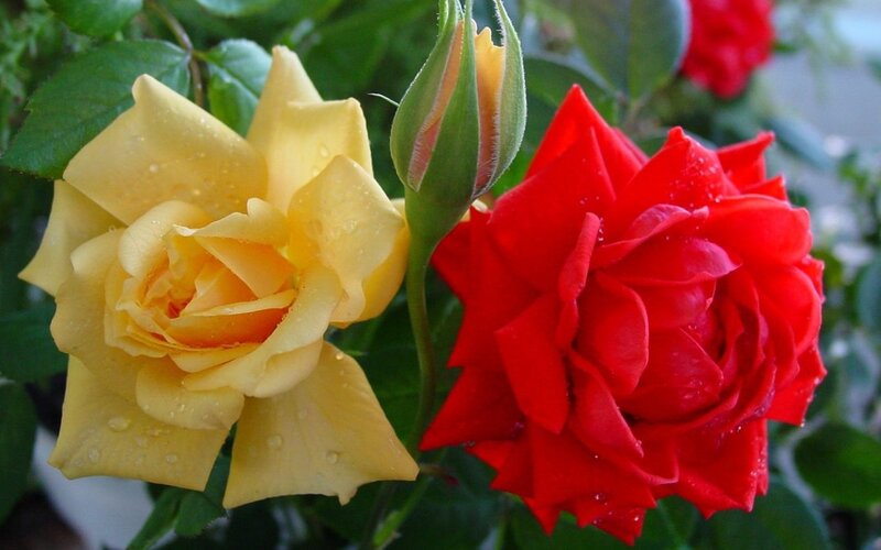 Yellow and Red Roses — Serene, Photograph