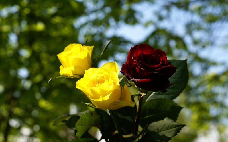 Yellow and Red Roses — Serene