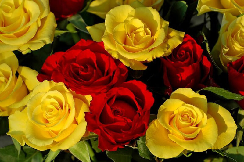 Yellow and Red Roses — Vibrant, Afternoon