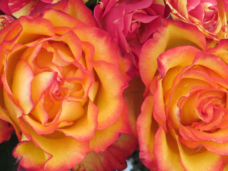 Yellow and Red Roses — Vibrant, Photograph
