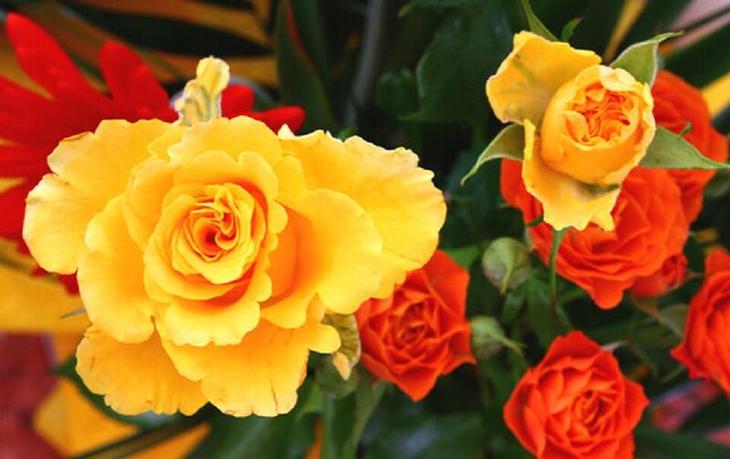 Yellow and Red Roses — Vibrant