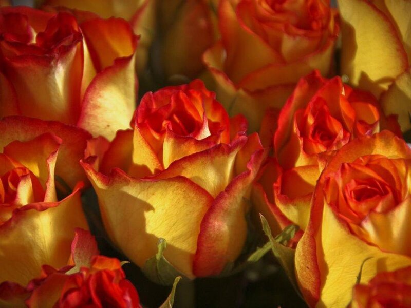 Yellow and Red Roses — Warm