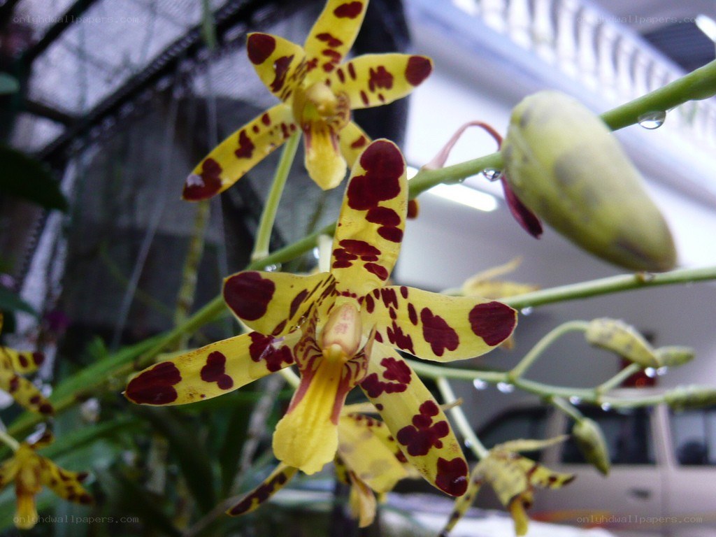 yellow and red spotted orchid