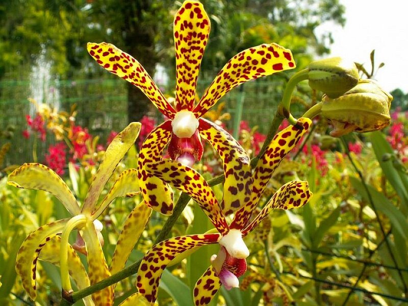 yellow and red spotted orchid