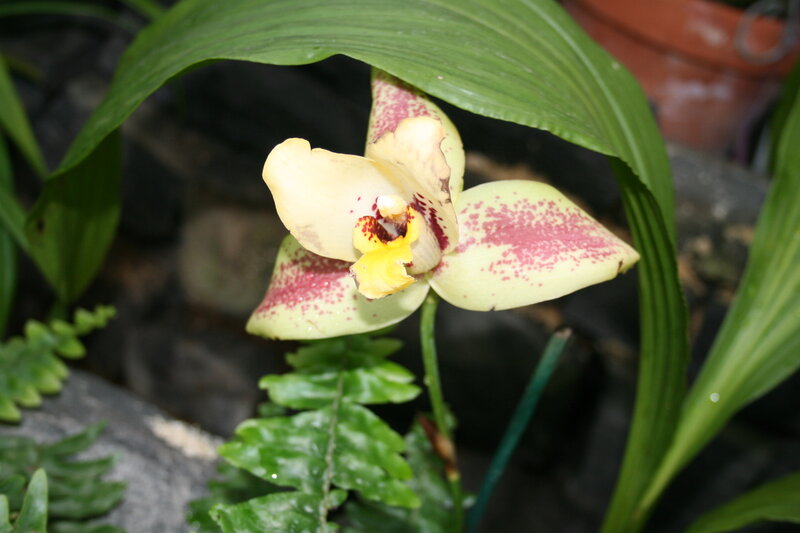 Yellow and Red Spotted Orchid — Green