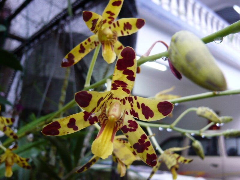 Yellow and Red Spotted Orchid — Natural