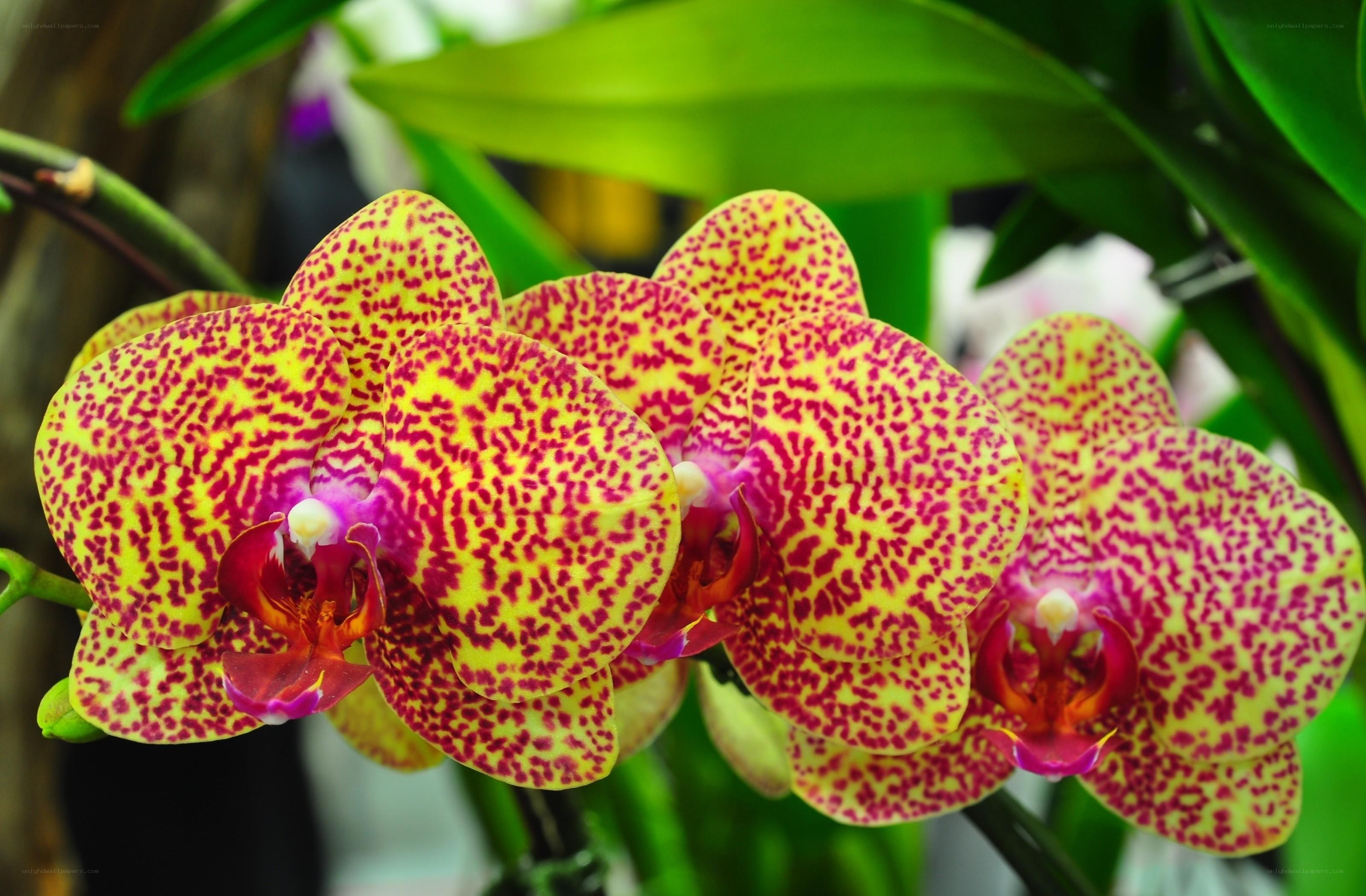 Yellow and red spotted orchid