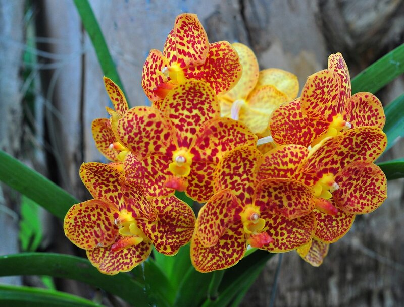 Yellow and red spotted orchids