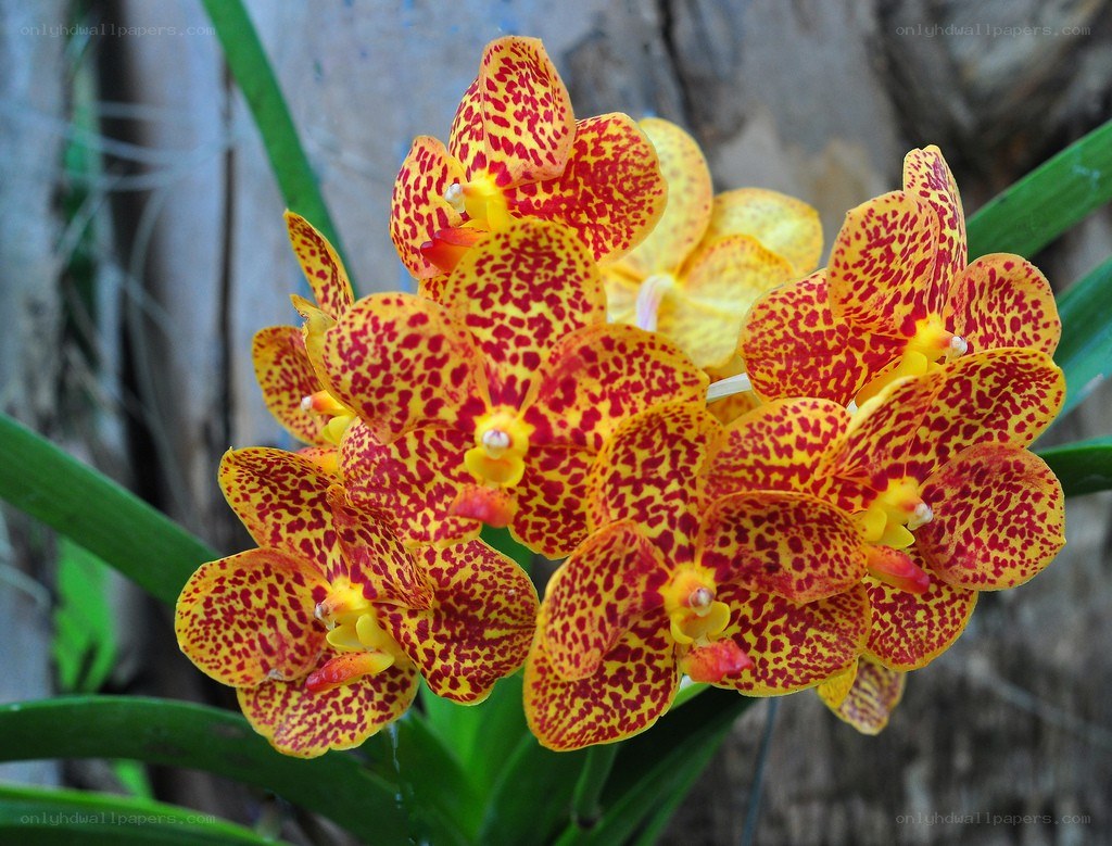 Yellow and red spotted orchids
