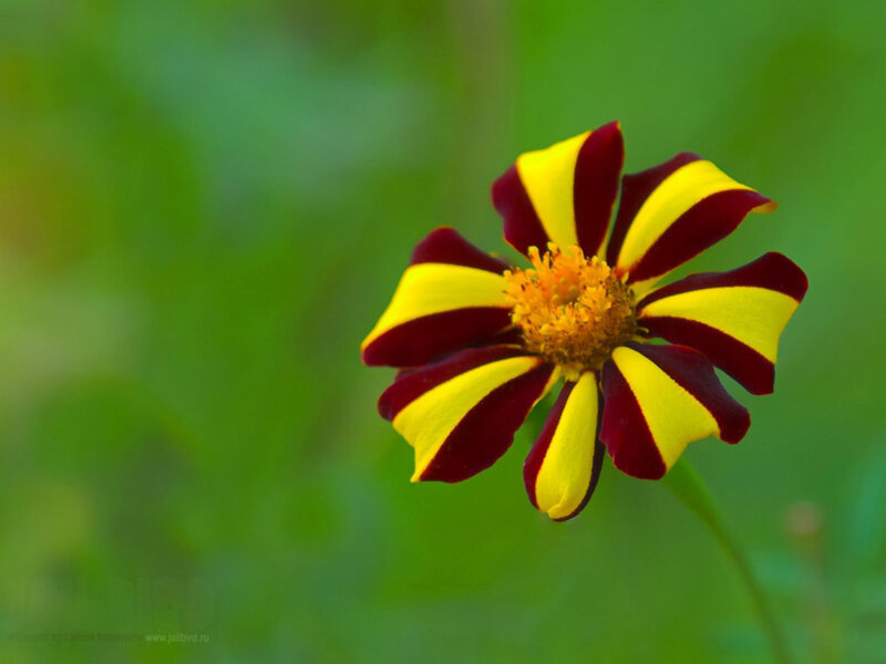 Yellow and Red Striped Flower