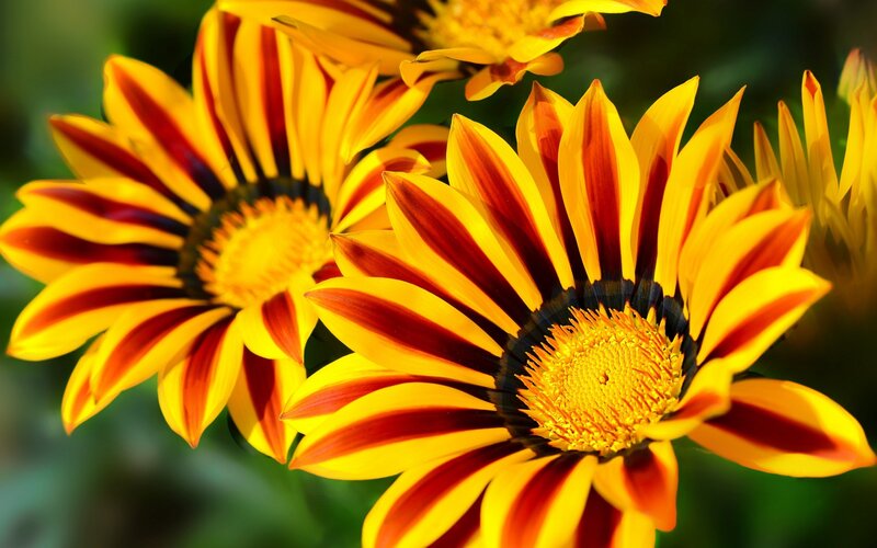 Yellow and Red Striped Flowers