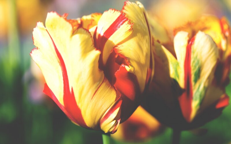 Yellow and Red Tulip — Bright, Afternoon, Photograph