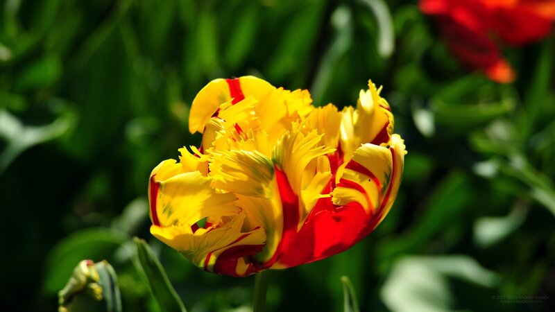 Yellow and Red Tulip — Bright, Afternoon