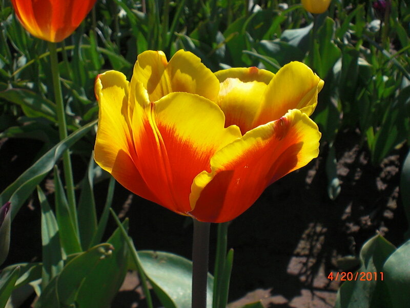 Yellow and Red Tulip — Bright, Spring