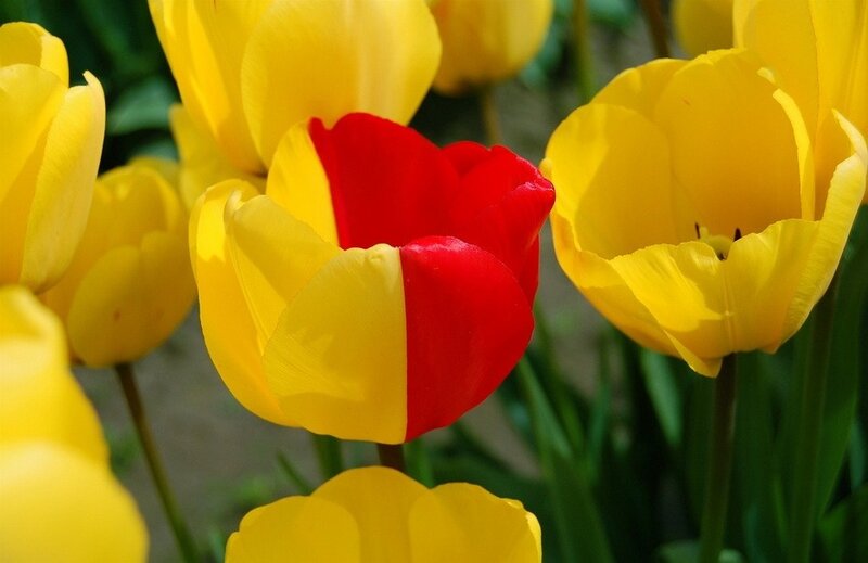 Yellow and Red Tulip — Bright